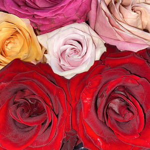 Meet your Posher, Carol